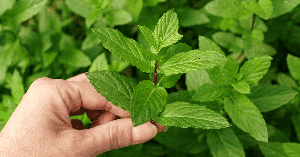Roman mentuccia plant